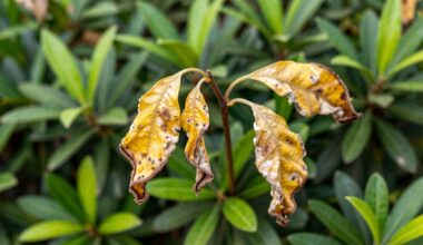 kai kurie augalai nunyksta