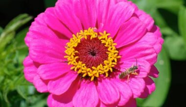 sėti cynijas persodinimui