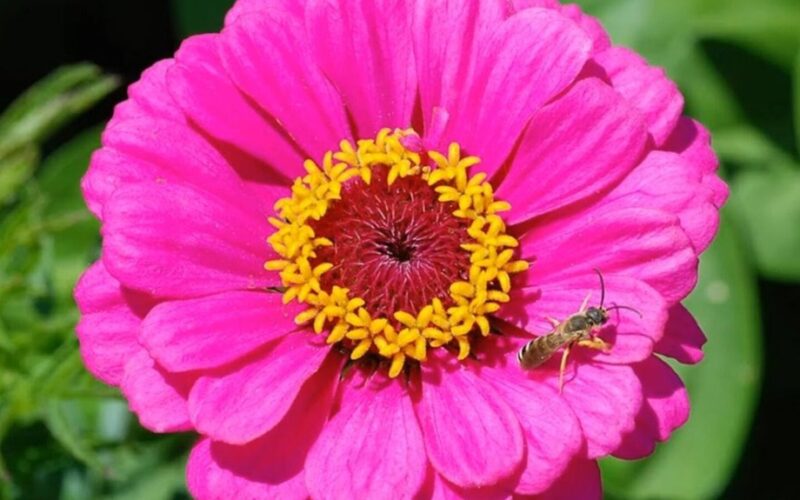 sėti cynijas persodinimui