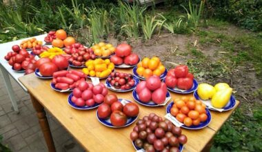 šaukšto skylė žymiai padidina pomidorus