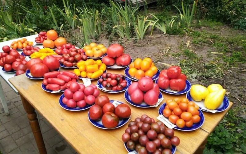 šaukšto skylė žymiai padidina pomidorus