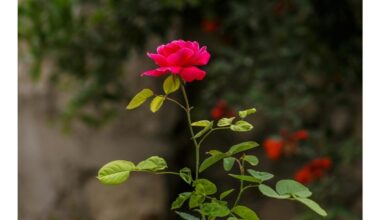 pavasarį gausiai patręšk rožes