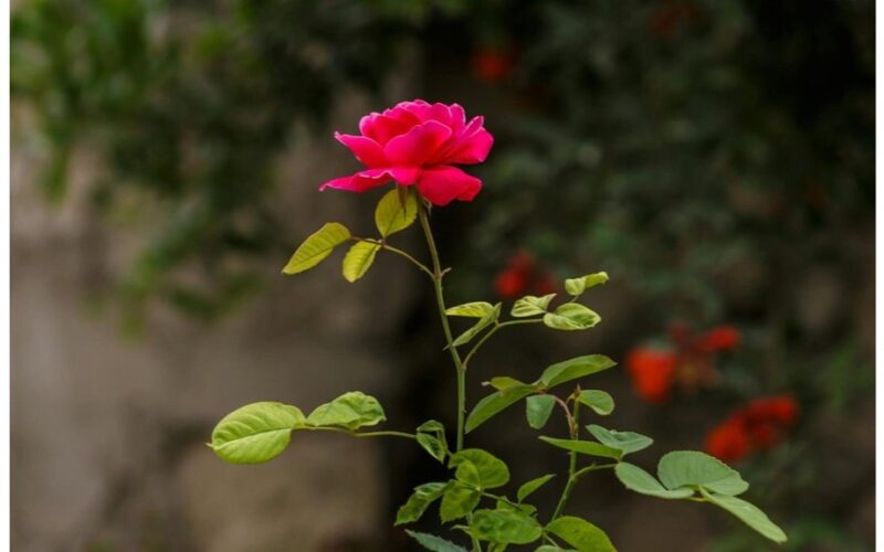 pavasarį gausiai patręšk rožes