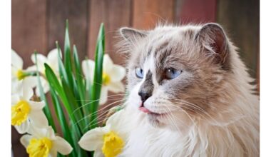 pavasario gėlės gali nuodyti naminiai gyvūnai