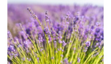 pavasaris levandros dauginimas patarimai