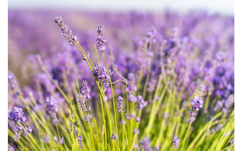 pavasaris levandros dauginimas patarimai