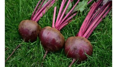 pabarstykite du šaukštus sodinimui