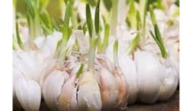 daiginta česnako skatina alicino kiekį