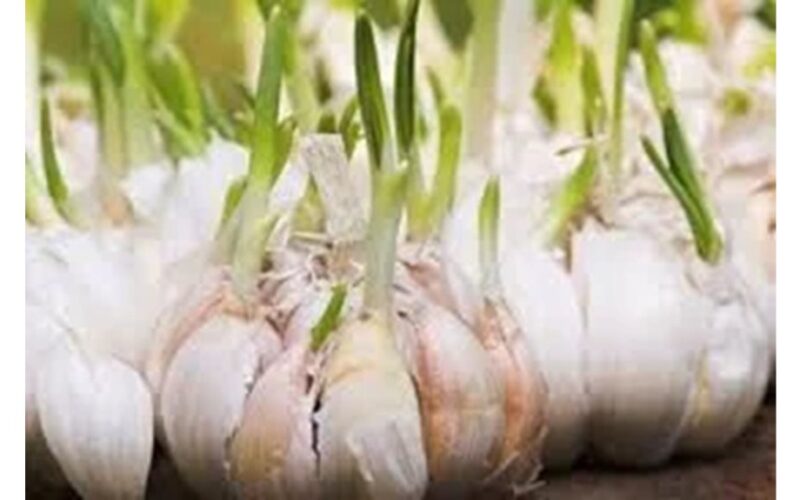 daiginta česnako skatina alicino kiekį