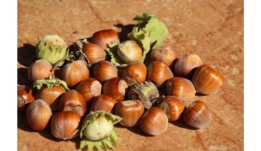 žingsnis po žingsnio lazdynų auginimo vadovas