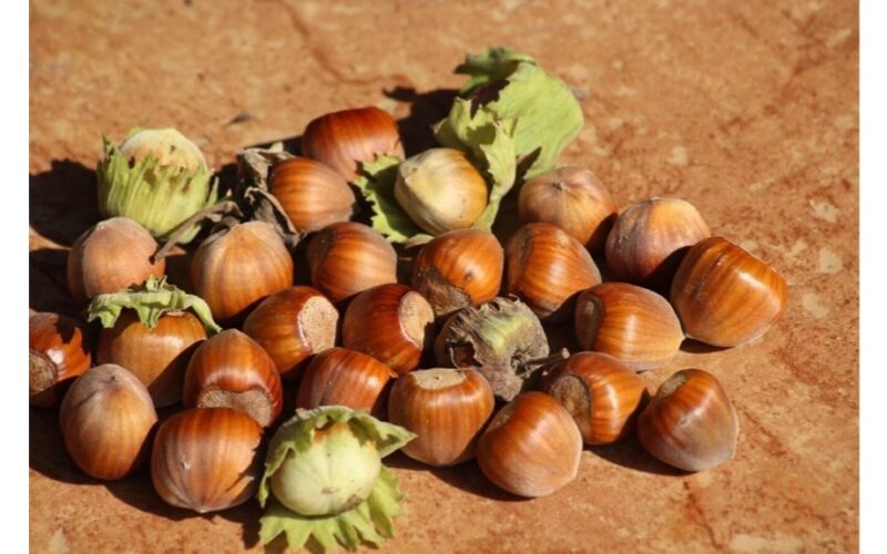 žingsnis po žingsnio lazdynų auginimo vadovas