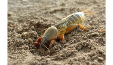 sustabdyti kopūstų šaknų musę