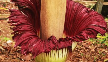 keisčiausias augalas kvepia kaip kojinės