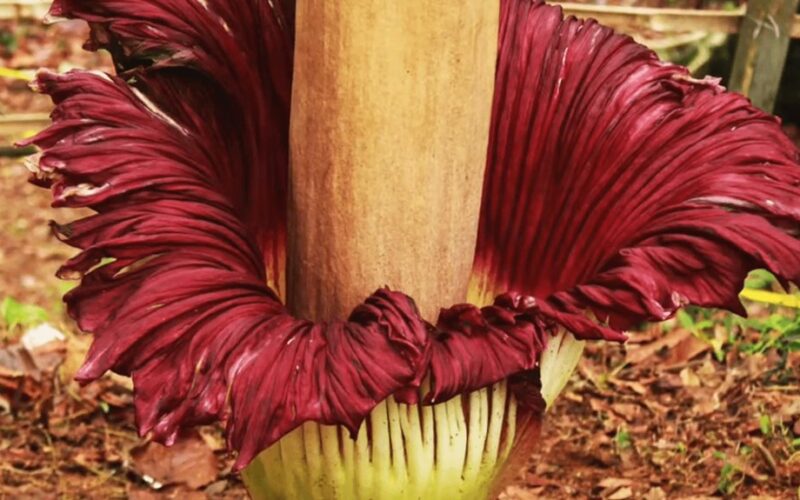 keisčiausias augalas kvepia kaip kojinės