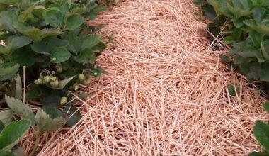 braškių lysvės be piktžolių mulčias