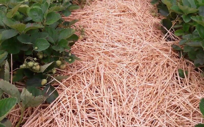 braškių lysvės be piktžolių mulčias