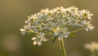 šie augalai pritraukia erkutes