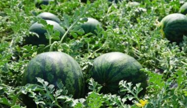 jie slaptai užaugino milžiniškus arbūzus