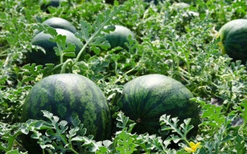 jie slaptai užaugino milžiniškus arbūzus