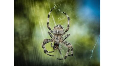trys lašai vatos kamuoliukas