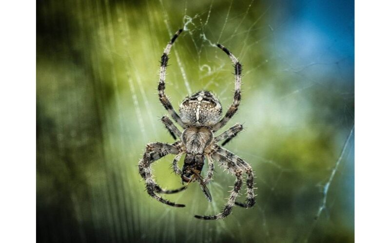 trys lašai vatos kamuoliukas