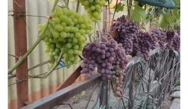 trys vynuogių veislės nepavyksta