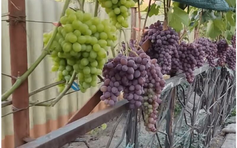 trys vynuogių veislės nepavyksta