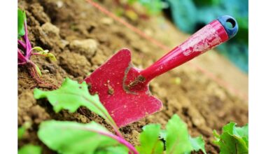 trys saujos padaro purų