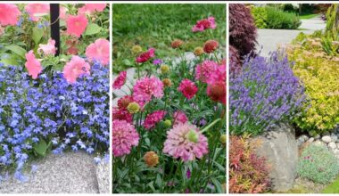 trys daugiametės gėlės žydi