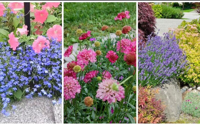 trys daugiametės gėlės žydi