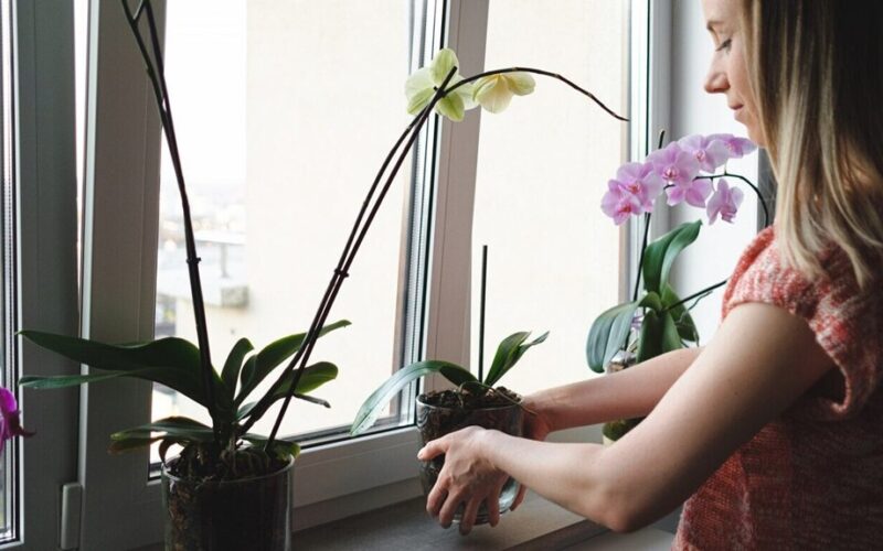 pavargusi orchidėja atgaivinta nuolatinis žydėjimas