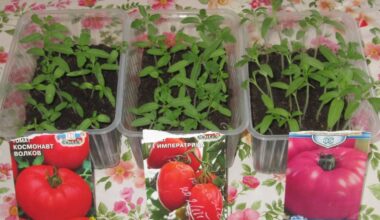 pomidorų daigai laikosi tiesiai