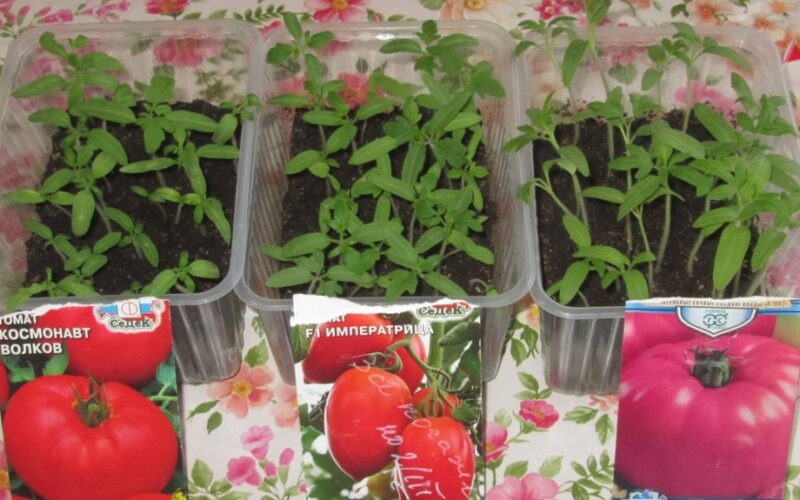 pomidorai ištveria persodinimą laistant