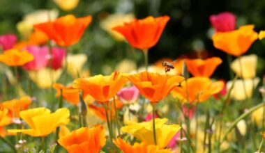 10 gerai prižiūrimų augalų topas