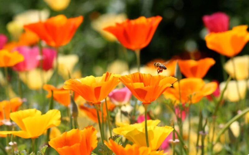 10 gerai prižiūrimų augalų topas