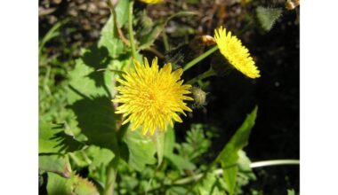 tradicinis cheminėmis medžiagomis nemetodas piktžolių kontrolė