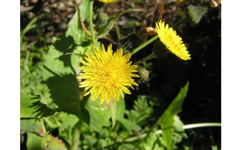 tradicinis cheminėmis medžiagomis nemetodas piktžolių kontrolė