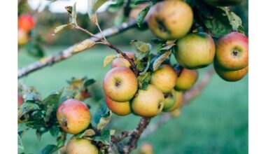 persodinti medžiai nepavyko nustebintas