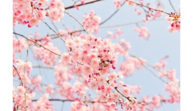 medžiai, atnešantys tau sėkmę