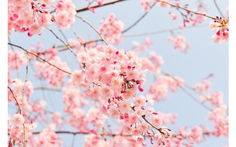 medžiai, atnešantys tau sėkmę