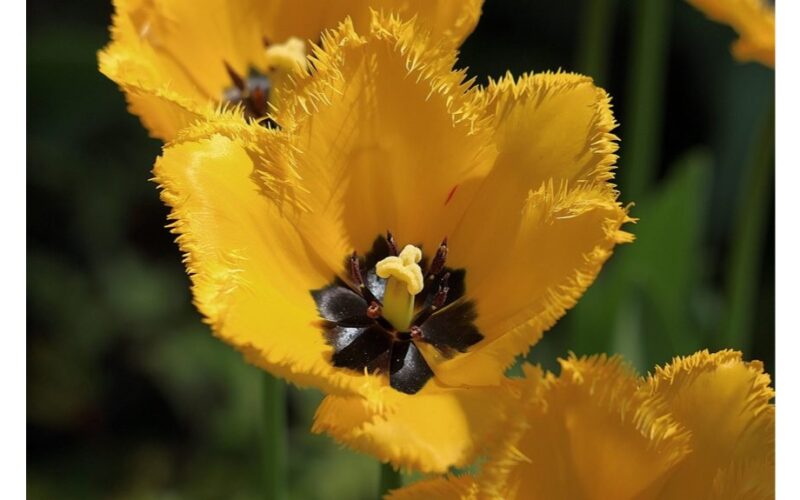 tulpių žydėjimas trunka septynias savaites