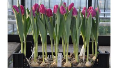 tulpių žydėjimas prieš vasarą