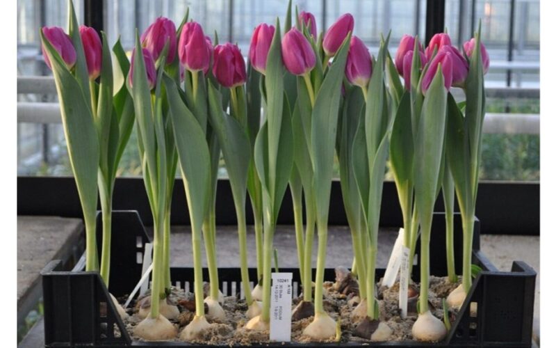 tulpių žydėjimas prieš vasarą