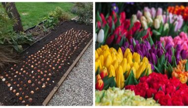 tulpės pasodintos rudenį olandišku stiliumi