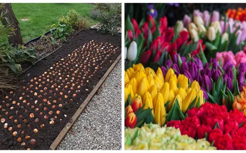 tulpės pasodintos rudenį olandišku stiliumi