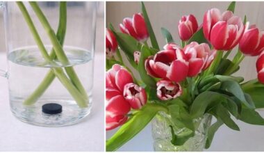 tulpės nyksta nepaisant tabletės