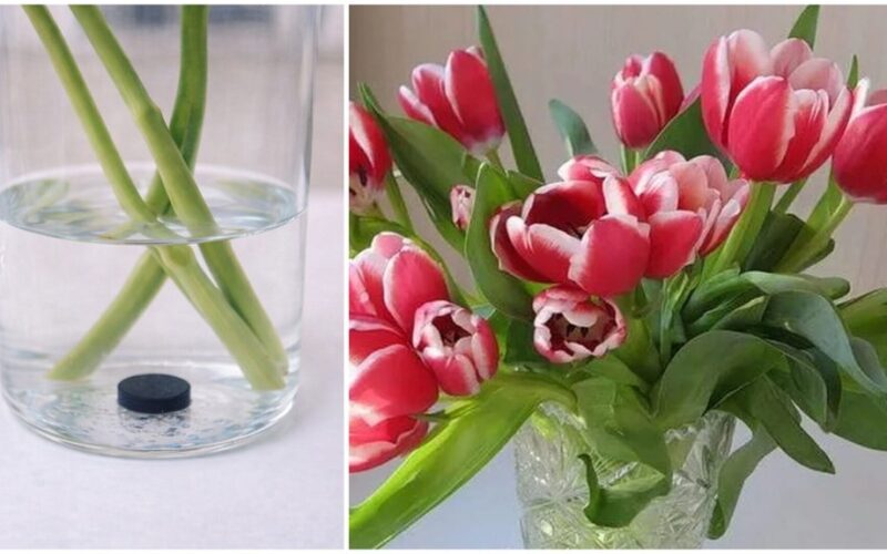 tulpės nyksta nepaisant tabletės