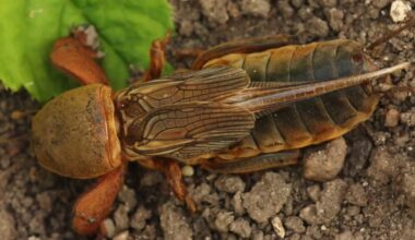 pilvukas aukštyn derlius nuotrauka tobula