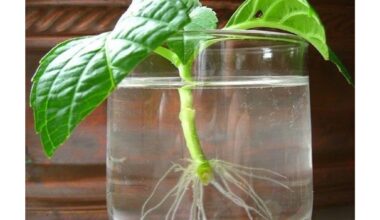 paverčia dirvą šaknų inkubatoriumi