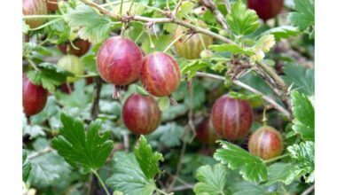 dvi šaukštai į kibirą